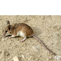 گونه موش خاردار Eastern Spiny Mouse